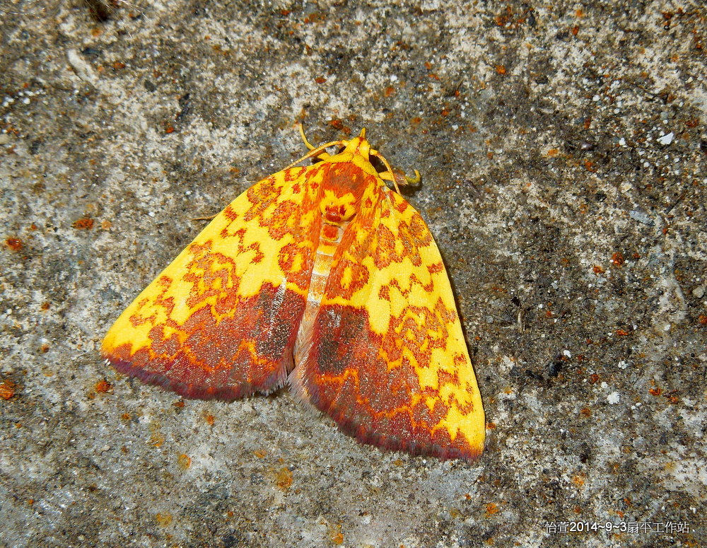 鏽血斑瘤蛾Siglophora ferreilutea Hampson, 1895.