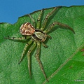 朱氏花蟹蛛 Xysticus chui Ono, 1992