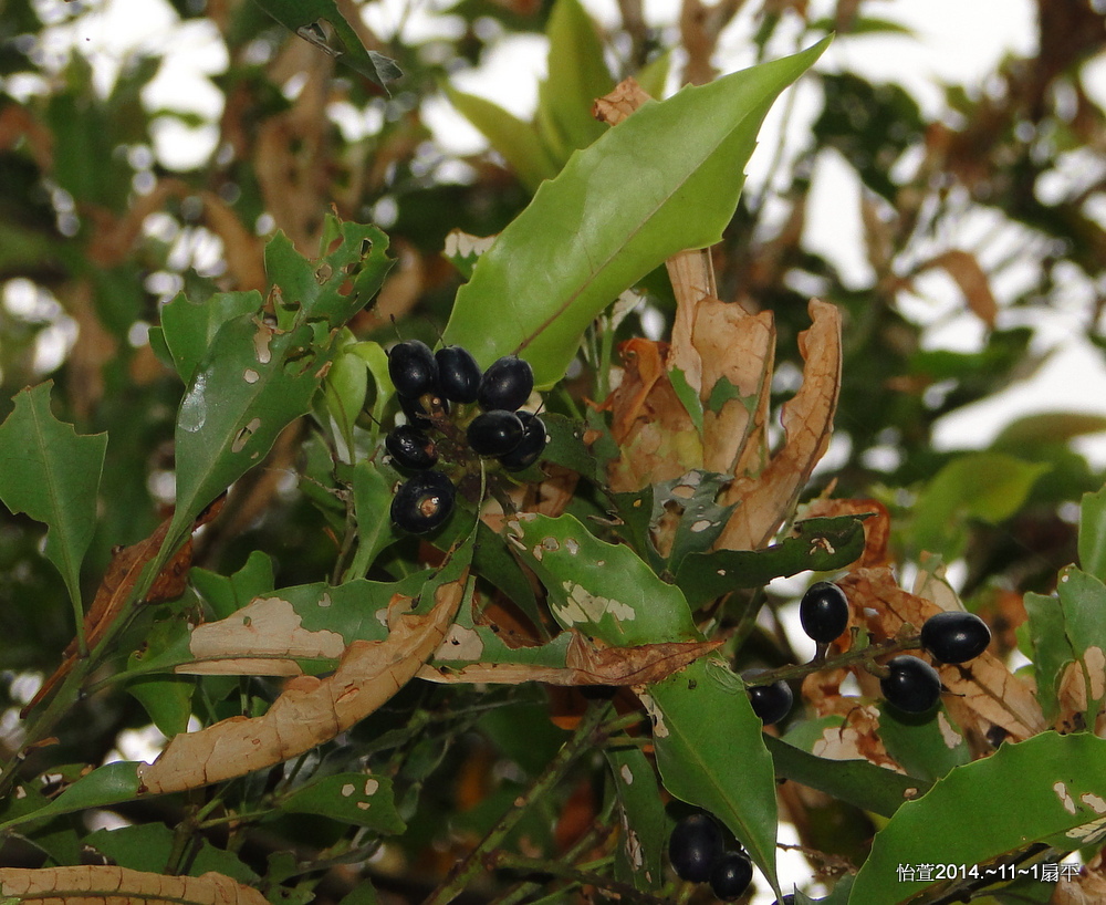 紅葉樹Helicia cochinchinensis Lour., 1790.