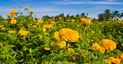 Marigold_420x220.jpg