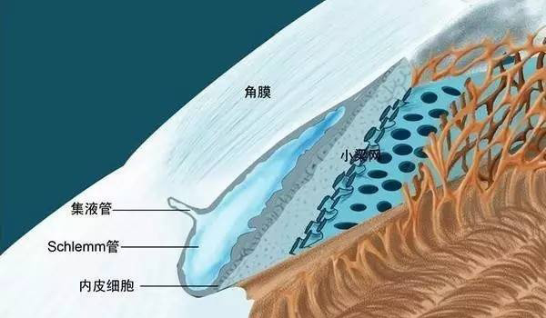 青光眼專欄 青光眼雷射治療知多少 專業醫師告訴你 視界密碼 醫學雜誌專刊 眼科醫學 近視 雷射 老花 遠視 白內障 青光眼 角膜移植 Review 痞客邦