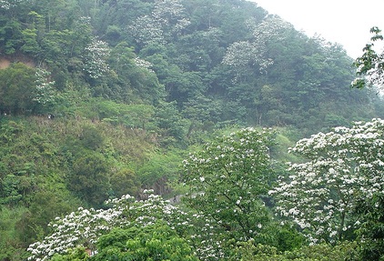 油桐花 (8a).jpg