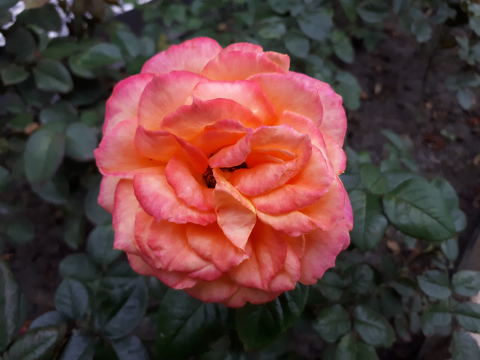 nEO_IMG_20170112_080508.jpg nEO_IMG_20170112_080508.jpg