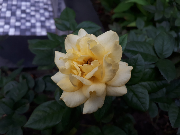 nEO_IMG_20170112_080640.jpg nEO_IMG_20170112_080640.jpg