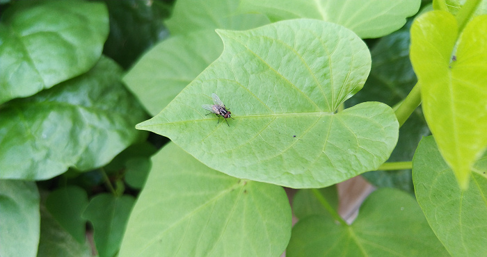 nEO_IMG_IMG_20170820_085445.jpg nEO_IMG_IMG_20170820_085445.jpg