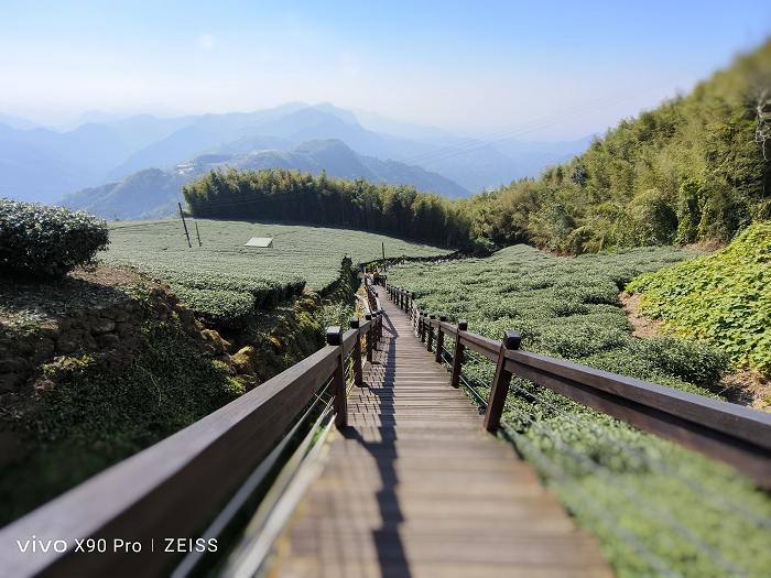 nEO_IMG_vivo X90 Pro 阿里山日景茶園實拍03.jpg