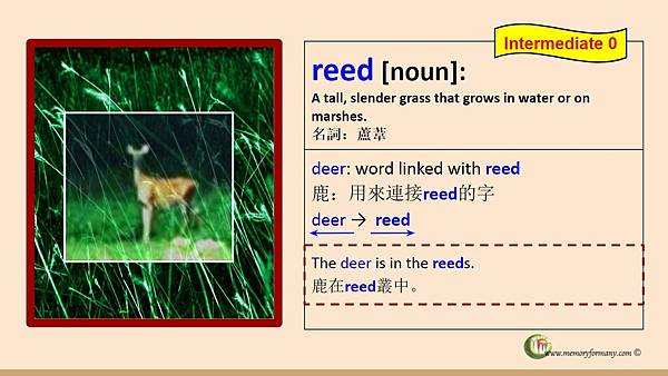 %5CdeerReed.jpg %5CdeerReed.jpg