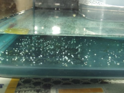 鬥魚仔魚孵化 飄葉花香部落格 痞客邦 鬥魚仔魚孵化 飄葉花香部落格 痞客邦
