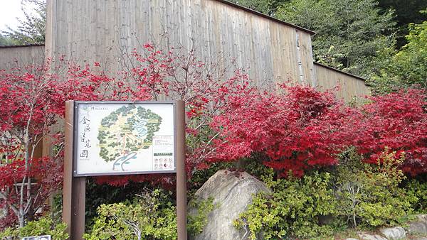 向陽遊客中心旁的豔紅戚樹.JPG