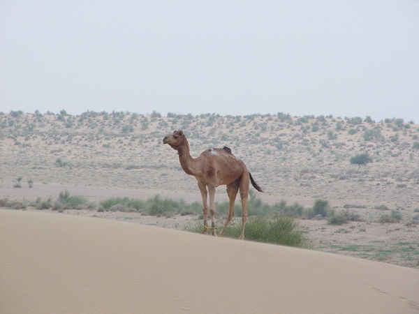 一隻駱駝