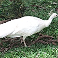 白孔雀很美
