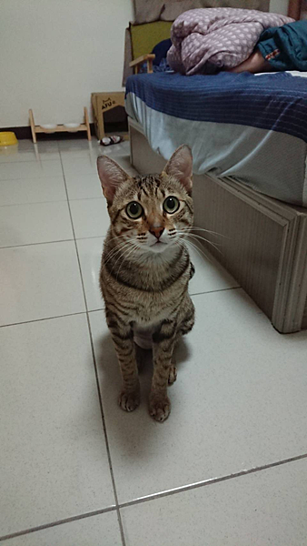 寵物溝通案例、寵物溝通、台南寵物溝通、寵物溝通師 寵物溝通案例、寵物溝通、台南寵物溝通、寵物溝通師