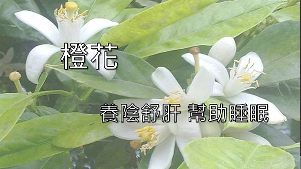  血虛體質、氣虛體質、痰濕體質、濕熱體質、精油比例、精油功效、中醫精油、精油推薦、精油按摩、中醫芳療、中醫芳療百科、悠樂芳精油、高品質精油、精油密碼、精油調配、陽虛體質、精油效果、精油配方、怎麼用精油、使用精油、中醫8大偏性體質