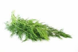 蒔蘿精油、蒔蘿精油功效、蒔蘿功效、蒔蘿精油英文、蒔蘿子精油 蒔蘿精油、蒔蘿精油功效、蒔蘿功效、蒔蘿精油英文、蒔蘿子精油