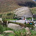 陽明山一日遊  擎天崗 芒花盛開 陽明山一片金黃花海  秋芒之旅