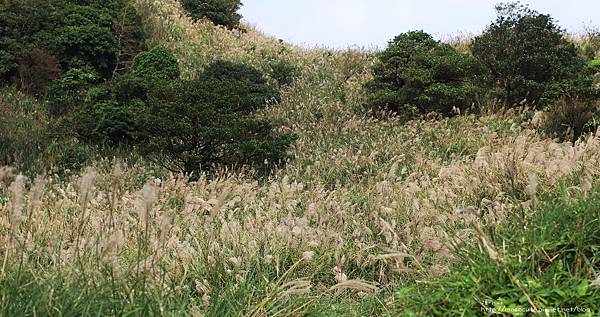 陽明山一日遊  擎天崗 芒花盛開 陽明山一片金黃花海  秋芒之旅