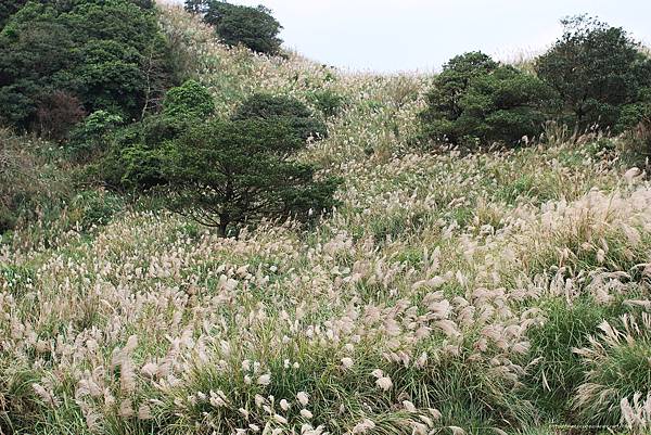 陽明山一日遊  擎天崗 芒花盛開 陽明山一片金黃花海  秋芒之旅