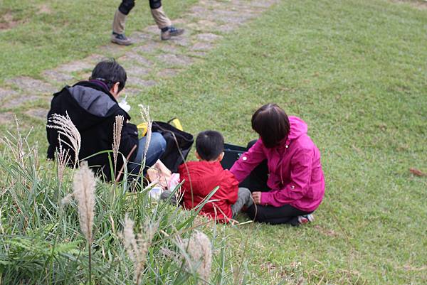 陽明山一日遊  擎天崗 芒花盛開 陽明山一片金黃花海  秋芒之旅