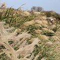 陽明山一日遊  擎天崗 芒花盛開 陽明山一片金黃花海  秋芒之旅陽明山一日遊  擎天崗 芒花盛開 陽明山一片金黃花海  秋芒之旅陽明山一日遊  擎天崗 芒花盛開 陽明山一片金黃花海  秋芒之旅陽明山一日遊  擎天崗 芒花盛開 陽明山一片金黃花海  秋芒之旅陽明山一日遊  擎天崗 芒花盛開 陽明山一片金黃花海  秋芒之旅陽明山一日遊  擎天崗 芒花盛開 陽明山一片金黃花海  秋芒之旅陽明山一日遊  擎天崗 芒花盛開 陽明山一片金黃花海  秋芒之旅陽明山一日遊  擎天崗 芒花盛開 陽明山一片金黃花海  秋芒之旅陽明山一日遊  擎天崗 芒花盛開 陽明山一片金黃花海  秋芒之旅陽明山一日遊  擎天崗 芒花盛開 陽明山一片金黃花海  秋芒之旅陽明山一日遊  擎天崗 芒花盛開 陽明山一片金黃花海  秋芒之旅陽明山一日遊  擎天崗 芒花盛開 陽明山一片金黃花海  秋芒之旅陽明山一日遊  擎天崗 芒花盛開 陽明山一片金黃花海  秋芒之旅陽明山一日遊  擎天崗 芒花盛開 陽明山一片金黃花海  秋芒之旅陽明山一日遊  擎天崗 芒花盛開 陽明山一片金黃花海  秋芒之旅陽明山一日遊  擎天崗 芒花盛開 陽明山一片金黃花海  秋芒之旅陽明山一日遊  擎天崗 芒花盛開 陽明山一片金黃花海  秋芒之旅陽明山一日遊  擎天崗 芒花盛開 陽明山一片金黃花海  秋芒之旅陽明山一日遊  擎天崗 芒花盛開 陽明山一片金黃花海  秋芒之旅陽明山一日遊  擎天崗 芒花盛開 陽明山一片金黃花海  秋芒之旅陽明山一日遊  擎天崗 芒花盛開 陽明山一片金黃花海  秋芒之旅陽明山一日遊  擎天崗 芒花盛開 陽明山一片金黃花海  秋芒之旅