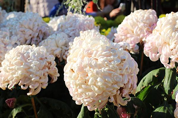 台北旅遊景點 士林官邸  菊花展  黃色小鴉菊花  圓仔菊花