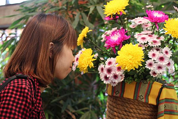 台北旅遊景點 士林官邸  菊花展  黃色小鴉菊花  圓仔菊花