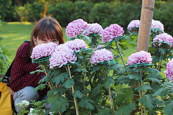 台北旅遊景點 士林官邸  菊花展  黃色小鴉菊花  圓仔菊花