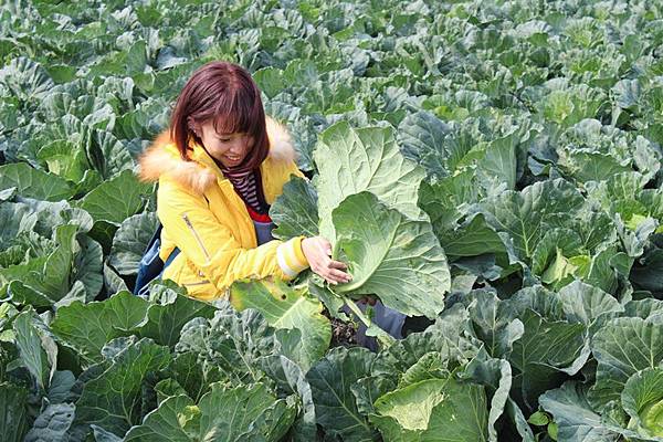 雲林土庫 踩高麗菜  台式泡菜DIY