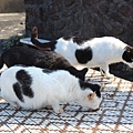 宜蘭馬崗  貓村 貓鄉 拍貓咪  台北到馬岡一日遊  