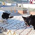 宜蘭馬崗  貓村 貓鄉 拍貓咪  台北到馬岡一日遊  