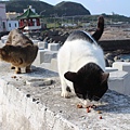 宜蘭馬崗  貓村 貓鄉 拍貓咪  台北到馬岡一日遊  