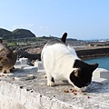 宜蘭馬崗  貓村 貓鄉 拍貓咪  台北到馬岡一日遊  