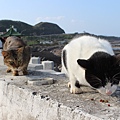 宜蘭馬崗  貓村 貓鄉 拍貓咪  台北到馬岡一日遊  