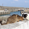宜蘭馬崗  貓村 貓鄉 拍貓咪  台北到馬岡一日遊  