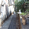 宜蘭馬崗  貓村 貓鄉 拍貓咪  台北到馬岡一日遊  