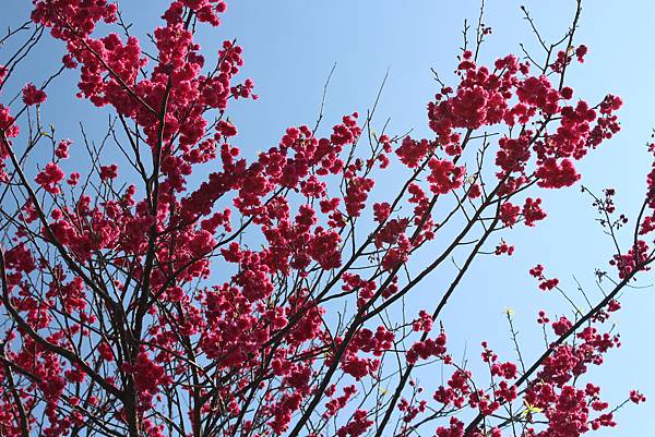 平菁街櫻花 陽明山櫻花  2014陽明山一日遊  阿貴看櫻花