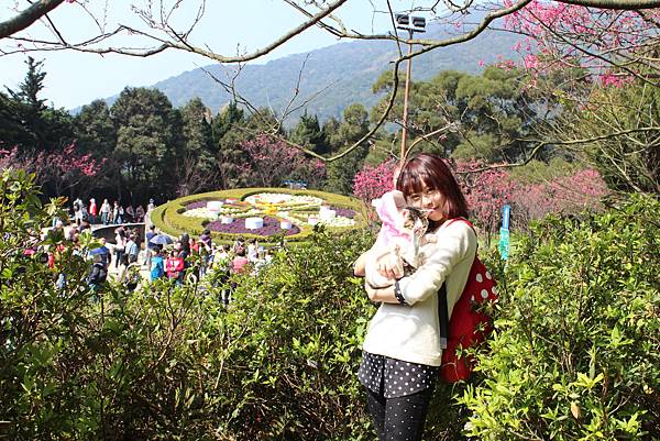 平菁街櫻花 陽明山櫻花  2014陽明山一日遊  阿貴看櫻花