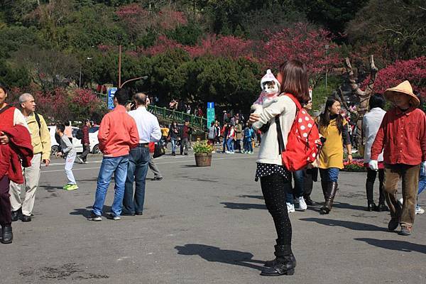 平菁街櫻花 陽明山櫻花  2014陽明山一日遊  阿貴看櫻花