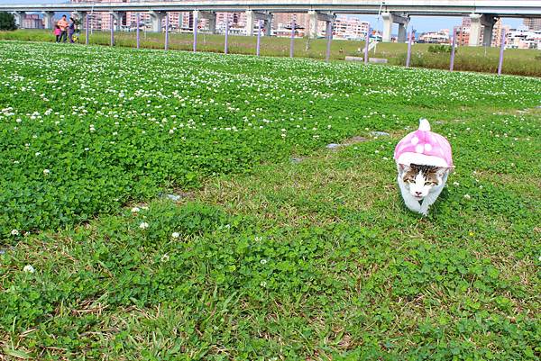 幸福水漾公園  新北市三重旅遊景點  大台北都會公園