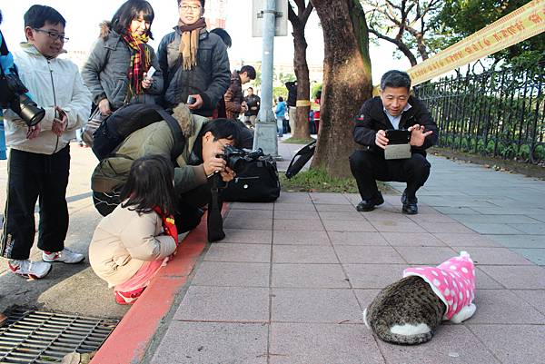 熊貓快閃 阿貴看熊貓  1600隻紙貓熊快閃凱達格蘭大道  1600隻紙熊貓即將於2/28台灣台北展出