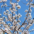 櫻木花道  桃園一日遊景點 來去櫻木花道看櫻花  桃園復興鄉中巴陵櫻木花道