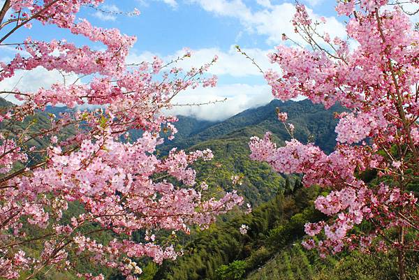 櫻木花道  桃園一日遊景點 來去櫻木花道看櫻花  桃園復興鄉中巴陵櫻木花道