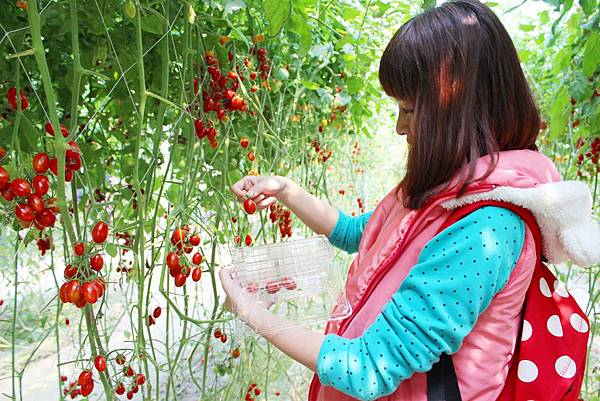 五塊社區  黃瑪莉 雲林旅遊 景點  雲林一日遊 採番茄  瑪莉夯
