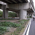 整條路都沒什麼人在騎車，大概是剛鋪好沒多久吧