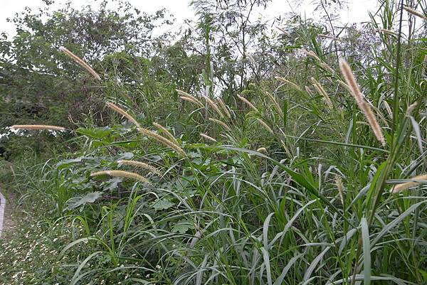 找到可愛的狗尾草