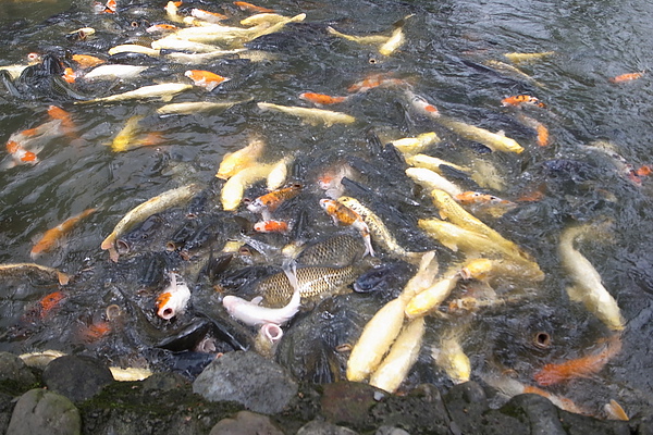 養殖的鯉魚超多