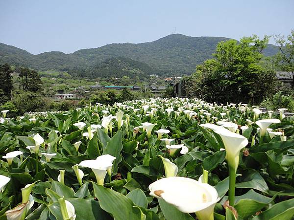 竹子湖海芋田