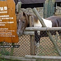 我要去餵馬兒吃草囉