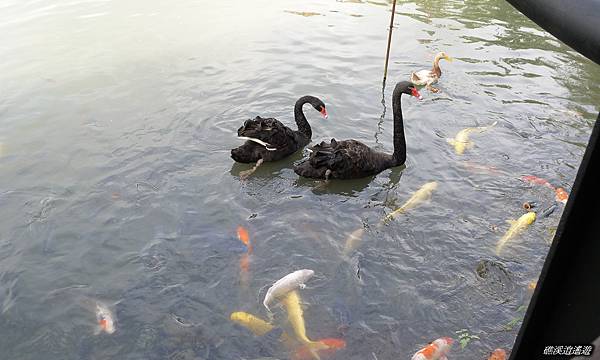 八甲魚餐廳(5)