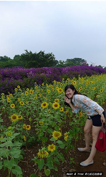 大溪花海農場(21)