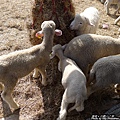 清境農場餵羊篇(1)